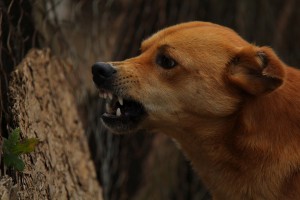 Veterinarijos paslaugos